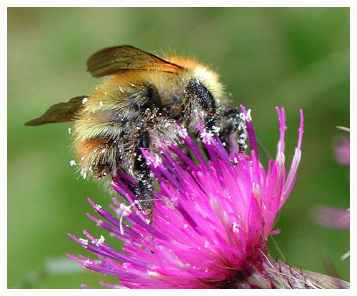 Common carder-bee - Bombus pascuorum. / Montagnes Noires, Tarn, France.