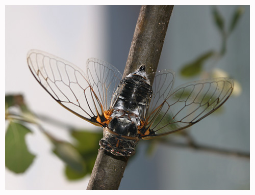 Cicada plebeja. / Herault, France