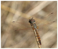 Scarlet dragonfly - Crocothemis erythraea - female. / 2004, Lac de Salagou, Herault, France.