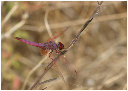 Scarlet dragonfly - Crocothemis erythraea - male. / 2004, Lac de Salagou, Herault, France.