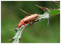 Soldier beetle - Rhagonycha fulva. / Tarn, France