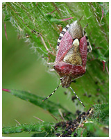 Heteroptera species. / Montagnes Noires, Tarn, France.