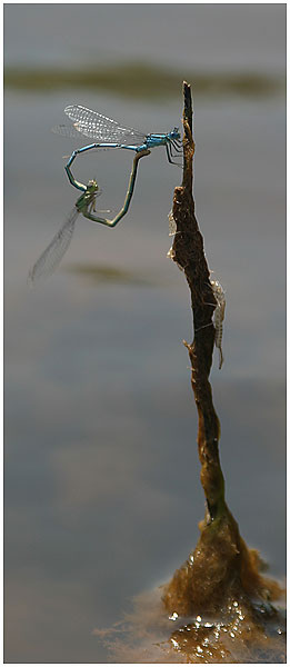 Common Damselfly - Enallagma cyathigerum / Lac du Salagou, Herault, France 2003