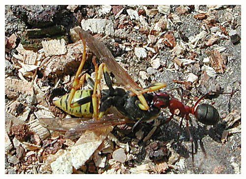 Southern wood ant - Formica rufa - has killed a wasp (Vespula vulgaris). / Montagnes Noires, Tarn, France