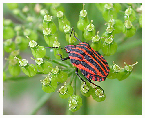 Shield bug - Graphosoma italicum. / Tarn, France.