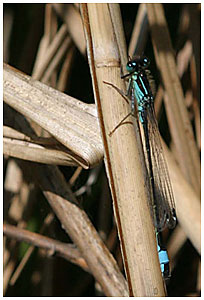 Blue-tailed damselfly - Ischnura elegans. / 2004