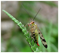 Scorpionfly - Panorpa communis. / Montagnes Noires, Tarn, France