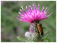 Plant- or grassbug - Polymerus unifasciatus. / Montagnes Noires, Tarn, France.