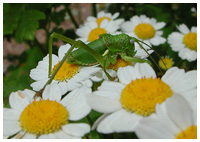 Small green bush cricket -Tettigonia cantans. / Montagnes Noires, Tarn, France