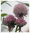 bumblebee-00377_RJ.jpg (31538 bytes)