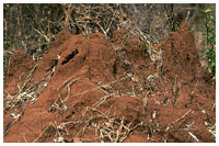 Termite nest build around treestumps. / Karnataka, India.