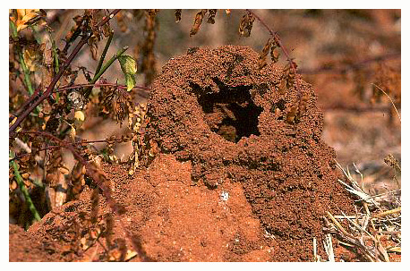 Opening of the termite nest. / Karnataka, India.