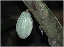 This is a cocoa fruit - unripe at the moment - and they were quite common in this rainforrest.