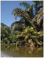 The Raphia-palm trees have leaves to 18 m of lenght.