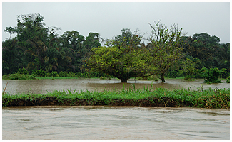 Tortuguerro - the Canal floods the farmland and forrest.