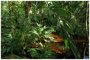 "Dry Season" flooding of the rainforrest floor - reddish brown due to the tannins of the decomposing leaves under water.
