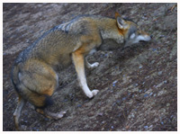 Scandinavian wolf - Canis lupus. / Copenhagen Zoo, Denmark