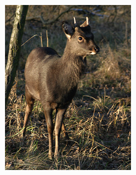 Young sika deer - Cervus nippon. / Dyrehaven, Zealand, Denmark.