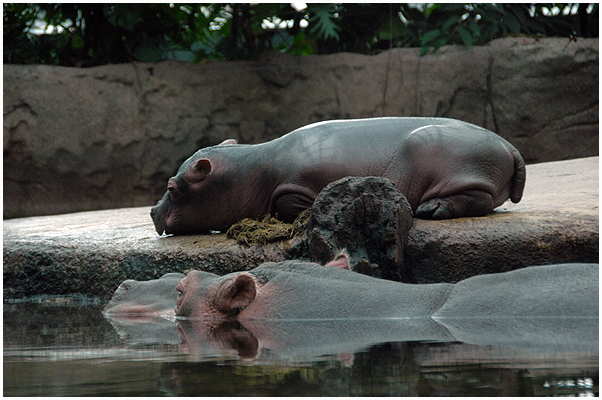This is from Copenhagen Zoo, december 2012. The slideshow pictures are from Krüger National park 2009.