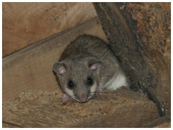 These small rodents do not damage the houses in which they live, as they live mainly from fruits and berries.