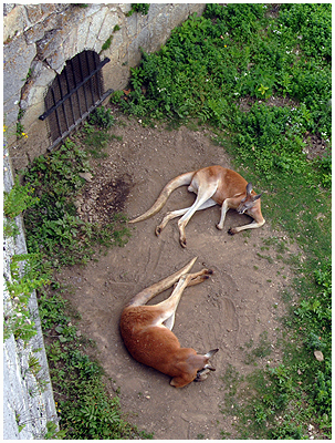 Red kangaroo's in jail in France. /La Citadelle, Besancon 2012.