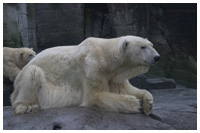 Polar bear - Thalarctos maritimus. / Copenhagen zoo, Denmark