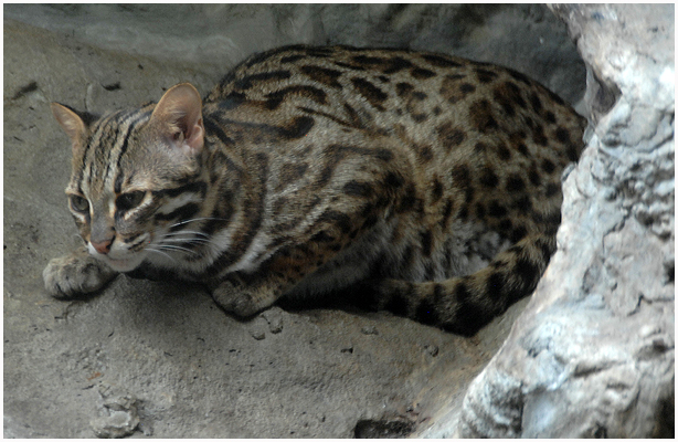 Leopardcat from SE Asia. / Chiang Mai Zoo jan. 2010.