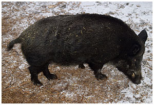 Wild boar - Sus scrofa / Copenhagen Zoo, Denmark, 2004