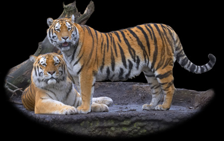 Amur tigers - Panthera tigris altaica. / Copenhagen Zoo, Denmark