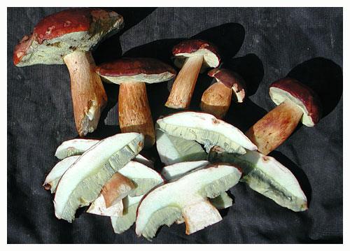 Good specimens from Rude Skov. / Zealand, Denmark.