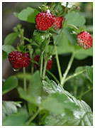 Wild strawberries - Fragaria vesca. / Copenhagen, Denmark