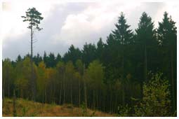 Norway spruce behind birch. / Zealand, Denmark