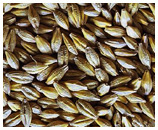 Barley - Hordeum vulgare.