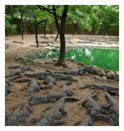 Crocodylus palustris - mugger crocodiles. / India