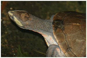 Red-bellied Short-necked Turtle / Copenhagen Zoo, Denmark, 2005