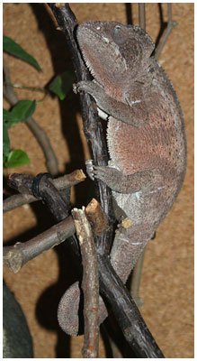Female Giant Madagascar Chameleon -  Furcifer oustaleti. / Copenhagen, Denmark