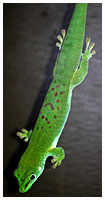 Giant Madagascar day gecko - Phelsuma madagascariensis grandis. / Copenhagen Zoo, Denmark