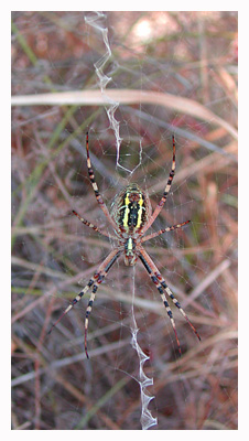 The adult wasp spider has this characteristic central enforcement in the web. / Herault, France