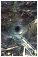 The tunnel web of Atyphus affinis. / Herault, France