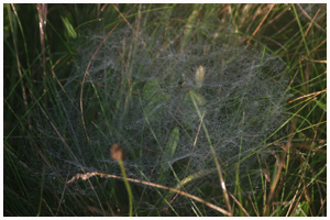 The web of the common garden spider Tegenaria agrestis. / Zealand, Denmark