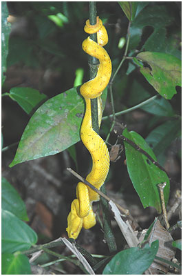 This is probably the most spectacular color form of the poisonous eyelash viper.