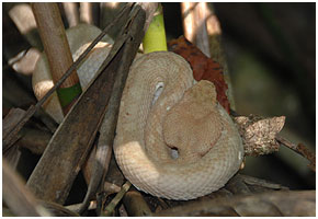 As far as I can see, this is another color variation of the eyelash viper.