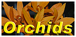This is my Orchid Passion site in Danish language.