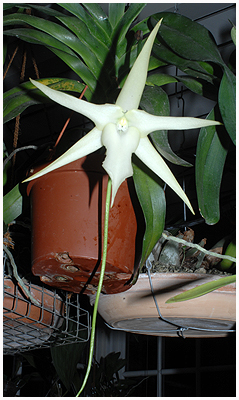 Sidste år snød den mig - men nu er den omsider i blomst! Min Angreacum sesquipedale - Darwin's orkidé er den blevt kaldt - har store natligt duftende blomster med en rigitgt lang spore. Darwin forudså i sin tid, at der måtte findes en ukendt natsværmer, der kunne rulle snablen over 40 cm ud - og han havde ret! - Det blev dog først vist mange år efter!