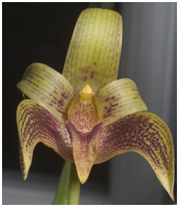 Bulbophyllum 'Fredensborg Delight' / 2006