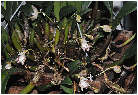 Bulbophyllum ambrosia - med en masse små, men dejligt duftende blomster.