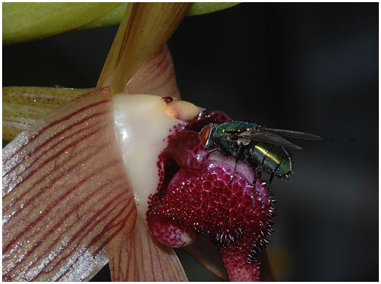 Denne grønne spyflue passer perfekt som bestøver for denne Bulbophyllum echinolabium - så med et par skridt længere fremad tipper læben, så når fluen kæmper for at kunne komme ud af blomsten igen, får den uvægreligt pollen-kuglen på ryggen. Desværre var jeg ikke hurtig nok med kameraet til at få dét billede med. 