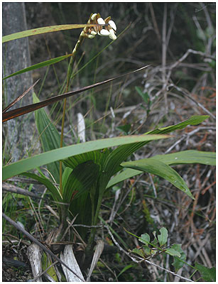 Coelogyne papillosa / Mt. Kinabalu, Sabah, Borneo 2006