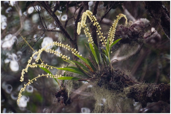 Vi så så adskillige Dendrochillum-arter på vores Borneo-tur - og har stadig ikke fået dem artsbestemt. Heller ikke den her, som der nok var flest i blomst af i slutningen af november.