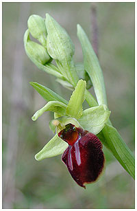 Ophrys incubacea / Aube, Frankrig, 2004